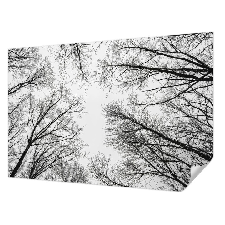 Öntapadós Tapéta Falra, Wallfluent, Csupasz ágak, Fekete és fehér, 104 x 70 cm, Dekoráció, Klasszikus, 010170060170000282714