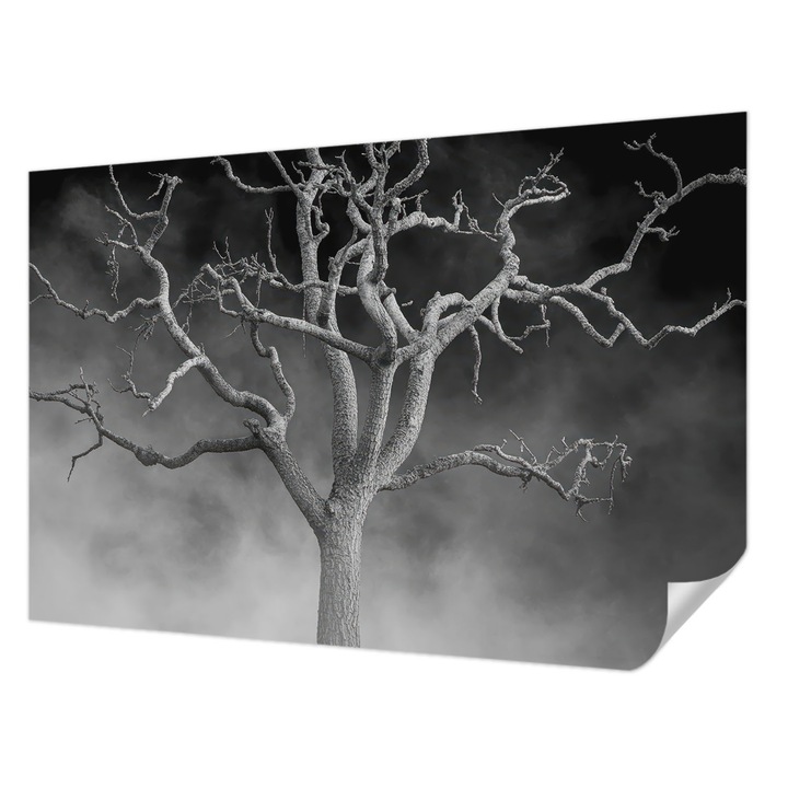 Öntapadós Fotótapéta Falra, Wallfluent, Ködös fa, Fekete és fehér, 104 x 70 cm, Könnyen Tisztítható, Nedvességálló, 010170060170000285088