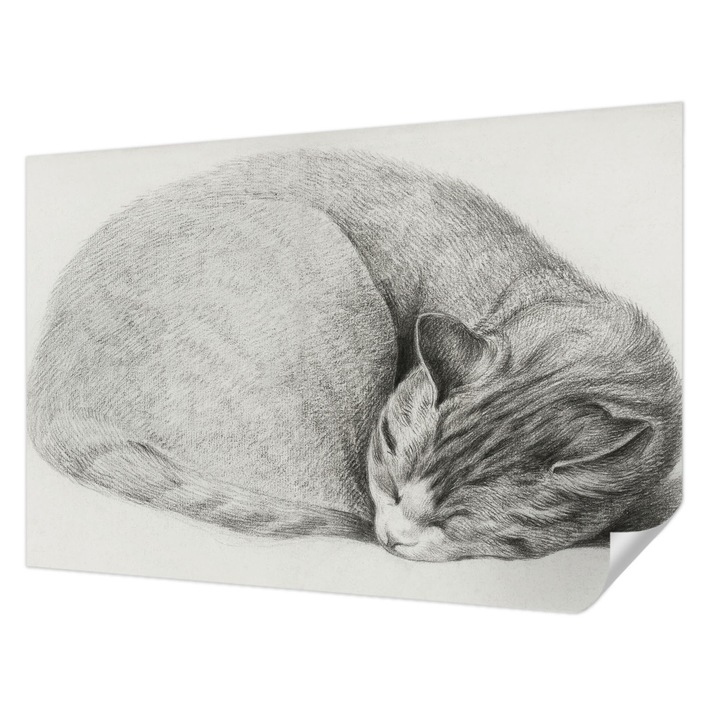 Öntapadós Tapéta Fali Dekoráció, Wallfluent, Összegömbölyödött macska, Szürke, 104 x 70 cm, Erős Ragasztó, Modern Belsőépítészeti Dekoráció, 010170060170000285291