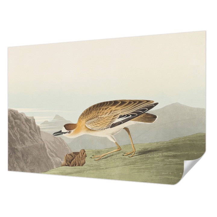 Öntapadós Tapéta Falra, Wallfluent, Hegyi madár, Barna, 104 x 70 cm, Modern Dizájn, Könnyen Felszerelhető És Tisztítható, 010170060170000285298