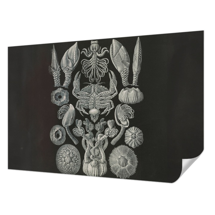 Öntapadós Fotótapéta Falra, Wallfluent, Víz alatti formák, Fekete, 104 x 70 cm, Előszobába, Hálószobába, 010170060170000285377