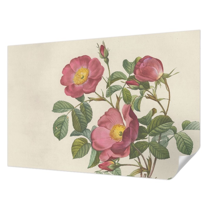 Öntapadós Dekor Tapéta, Wallfluent, Rózsa motívum, Rózsaszín, 104 x 70 cm, Fali Dekoráció, Nedvesség- És Foltálló, 010170060170000285379