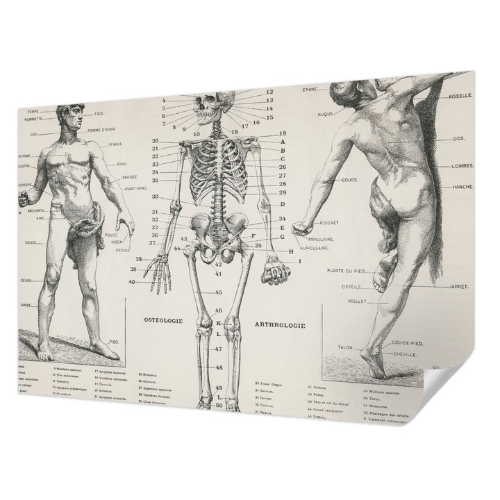 Öntapadós Fotótapéta Falra, Wallfluent, Klasszikus anatómia, Fekete, 104 x 70 cm, Könnyen Tisztítható, Nedvességálló, 010170060170000285427