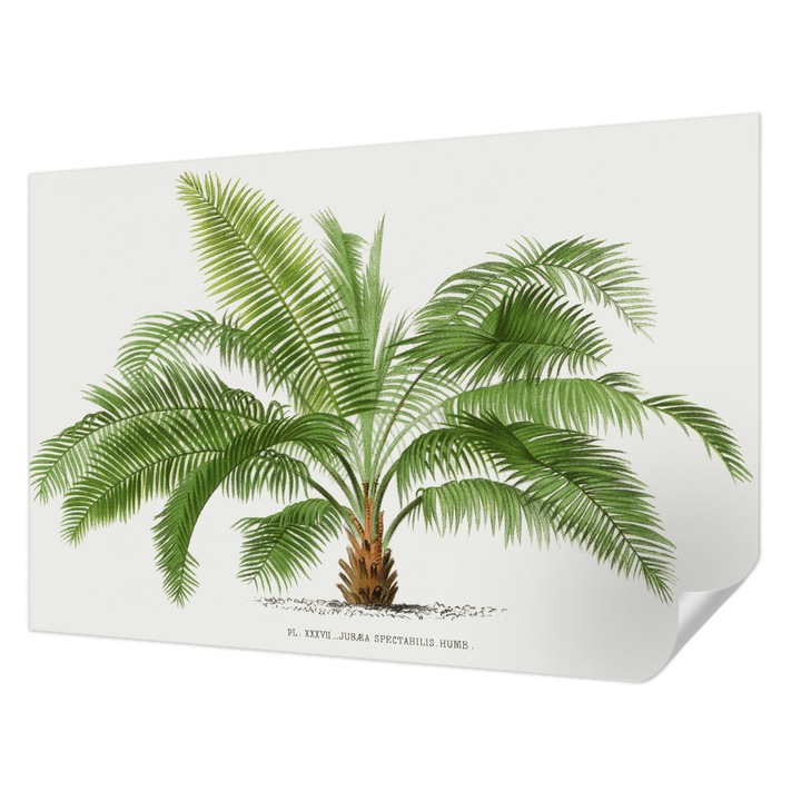 Tapet Autodeziv De Perete, Wallfluent, Palmier stralucitor, Verde, 104 x 70 cm, Pentru Interior, Usor De Curatat, 010170060170000285434