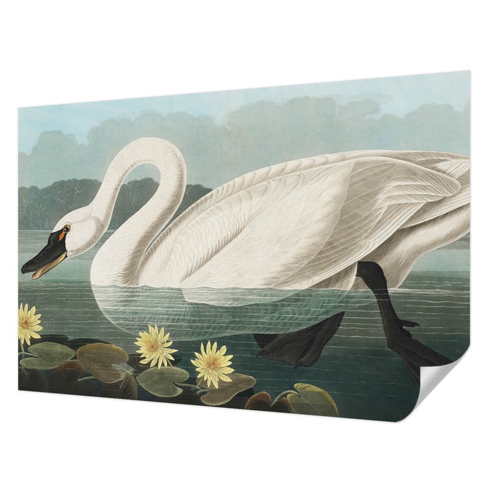 Öntapadós Tapéta Fali Dekoráció, Wallfluent, Hattyú és tavirózsák, Fehér, 104 x 70 cm, Könnyen Tisztítható, Nedvességálló, 010170060170000285474