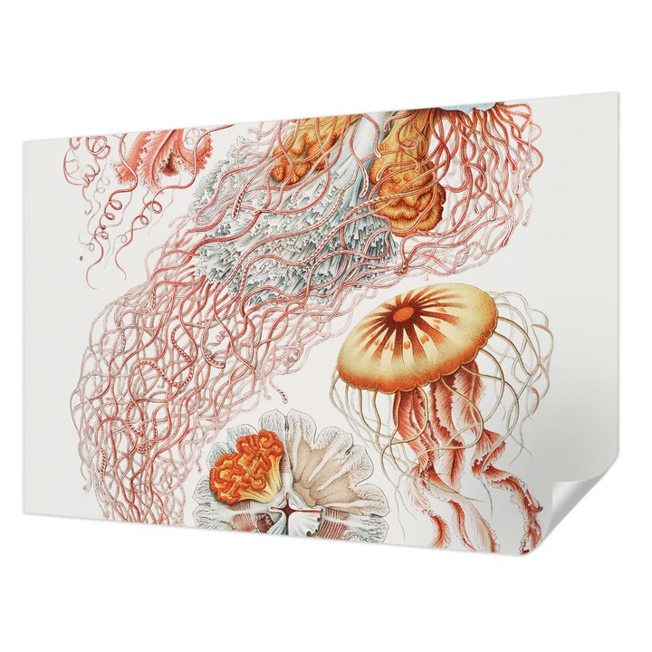 Öntapadós Fotótapéta Falra, Wallfluent, Díszes medúza, Piros, 104 x 70 cm, Dekoráció, Erős Ragasztó, 010170060170000285494