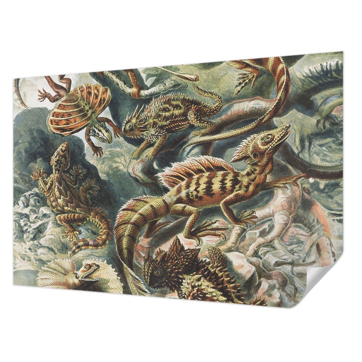 Öntapadós Fotótapéta Falra, Wallfluent, Egzotikus hüllők, Fekete, 104 x 70 cm, Klasszikus, Könnyen Felszerelhető, 010170060170000285495