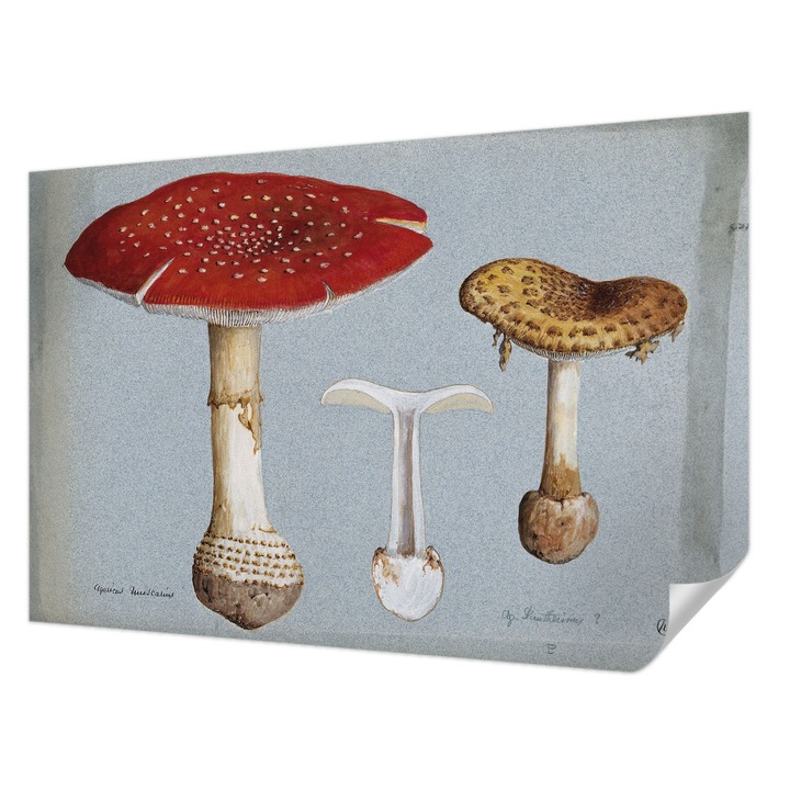 Öntapadós Tapéta Fali Dekoráció, Wallfluent, Gomba metszetek, Szürke, 104 x 70 cm, Klasszikus, Könnyen Felszerelhető, 010170060170000285507