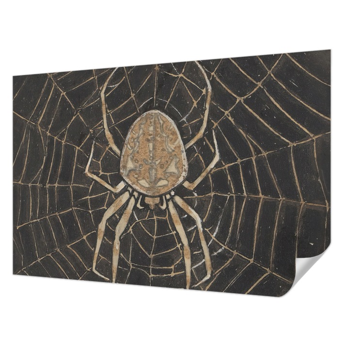 Öntapadós Tapéta Fali Dekoráció, Wallfluent, Pókháló, Fekete, 104 x 70 cm, Modern Dizájn, Könnyen Felszerelhető És Tisztítható, 010170060170000285509