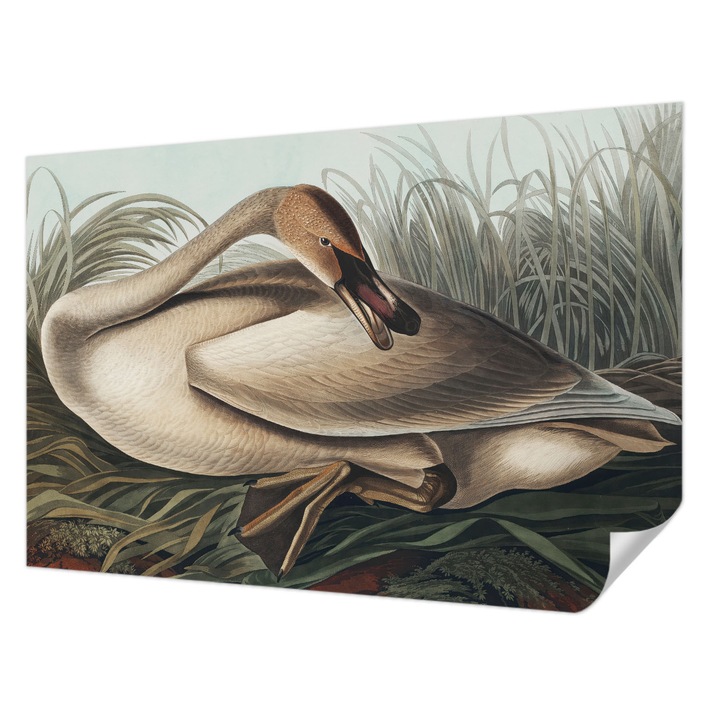 Öntapadós Dekor Tapéta, Wallfluent, Természetes madár, Barna, 104 x 70 cm, Modern Dizájn, Könnyen Felszerelhető És Tisztítható, 010170060170000285598