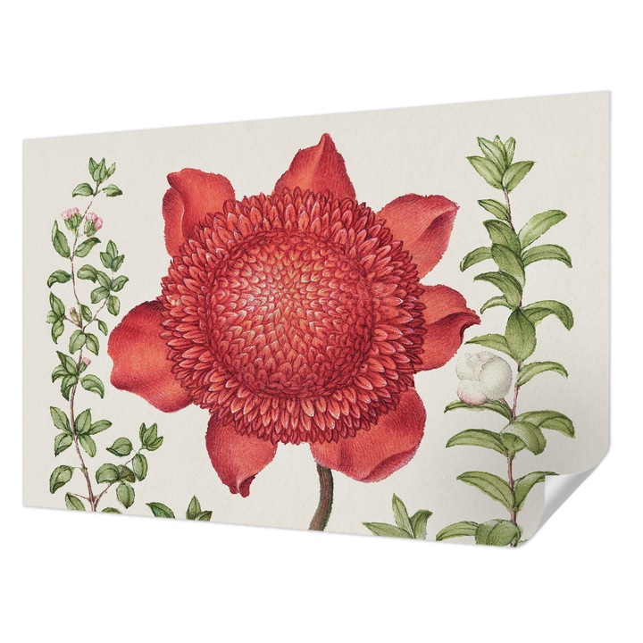 Öntapadós Tapéta Fali Dekoráció, Wallfluent, Virágos elegancia, Piros, 104 x 70 cm, Modern Dizájn, Könnyen Felszerelhető És Tisztítható, 010170060170000285606