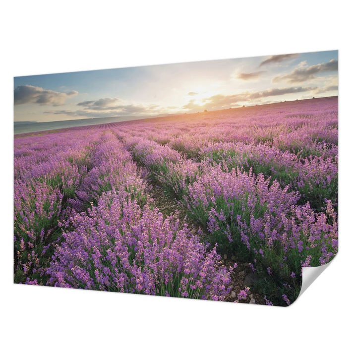 Öntapadós Fotótapéta Falra, Wallfluent, Levendula mezők, Lila, 152 x 104 cm, Nappaliba, Konyhába, 010170060180000034408