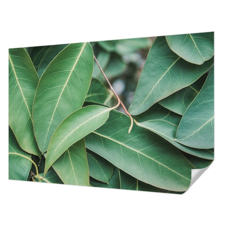 Öntapadós Tapéta Falra, Wallfluent, Zöld levelek, Zöld, 152 x 104 cm, Könnyen Tisztítható, Nedvességálló, 010170060180000284889