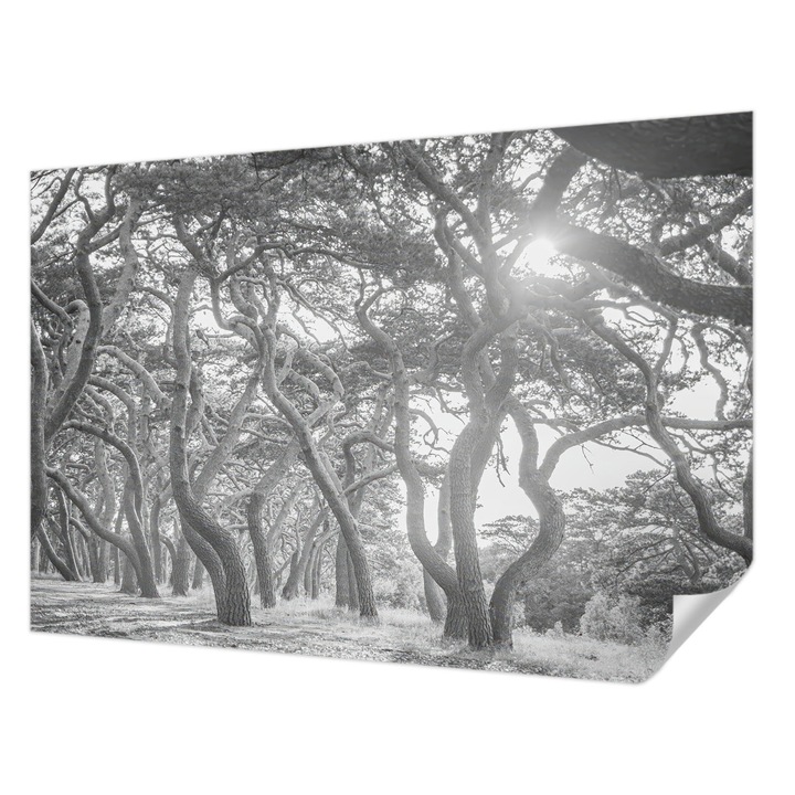 Öntapadós Tapéta Fali Dekoráció, Wallfluent, Légköri erdő, Fekete és fehér, 152 x 104 cm, Előszobába, Hálószobába, 010170060180000285013