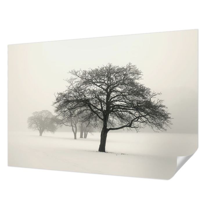 Öntapadós Fotótapéta Falra, Wallfluent, Téli fák, Fehér, 152 x 104 cm, Könnyen Tisztítható, Nedvességálló, 010170060180000285053