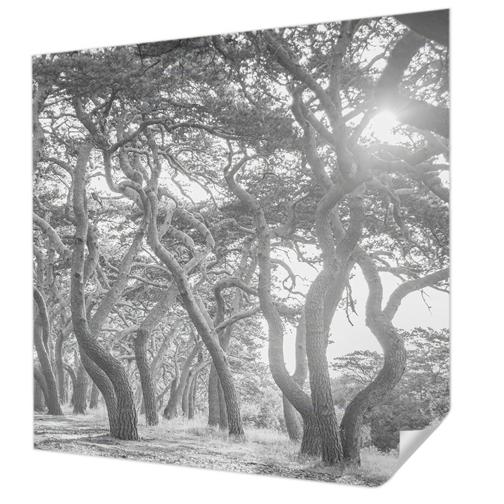 Öntapadós Tapéta Fali Dekoráció, Wallfluent, Légköri erdő, Fekete és fehér, 250 x 250 cm, Előszobába, Hálószobába, 010170060030000285013