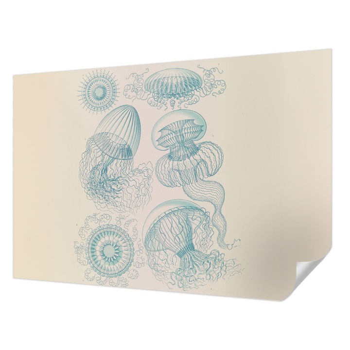 Öntapadós Fotótapéta Falra, Wallfluent, Tengeri medúza, Fehér, 152 x 104 cm, Klasszikus, Könnyen Felszerelhető, 010170060180000285374