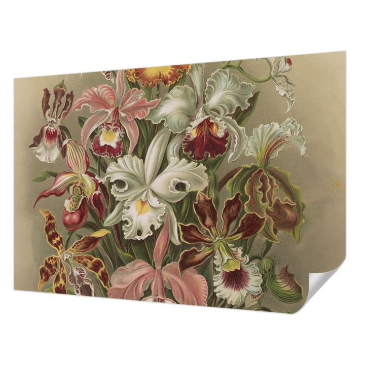 Öntapadós Fotótapéta Falra, Wallfluent, Virágos elegancia, Zöld, 152 x 104 cm, Erős Ragasztó, Modern Belsőépítészeti Dekoráció, 010170060180000285373