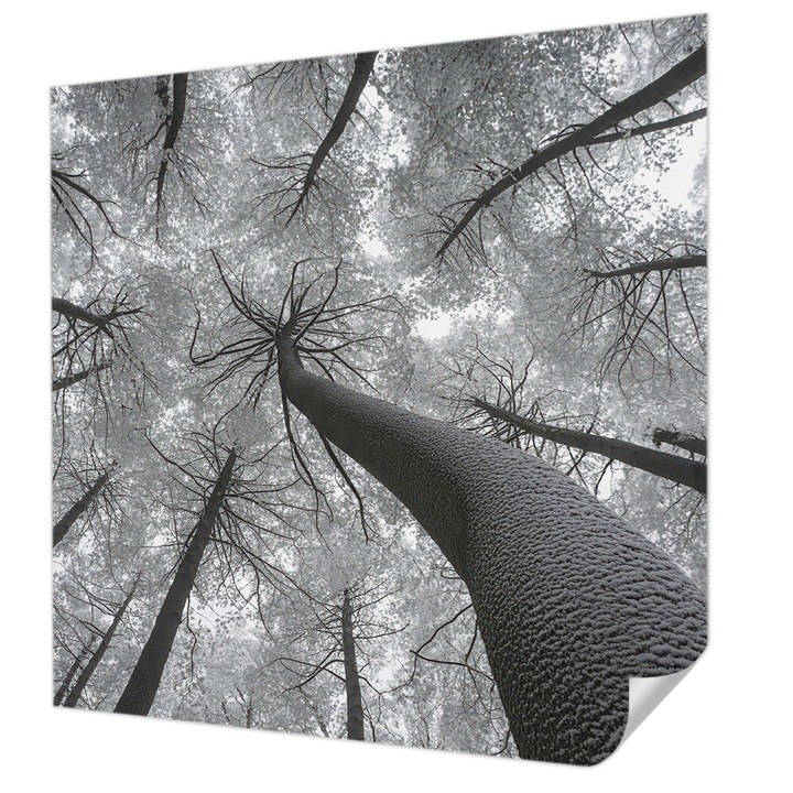 Öntapadós Tapéta Falra, Wallfluent, Téli táj, Fekete és fehér, 250 x 250 cm, Erős Ragasztó, Modern Belsőépítészeti Dekoráció, 010170060030000285014