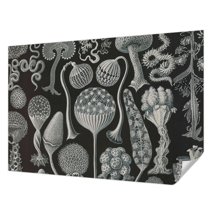 Öntapadós Dekor Tapéta, Wallfluent, Varázslatos növények, Fekete, 152 x 104 cm, Könnyen Tisztítható, Nedvességálló, 010170060180000285378