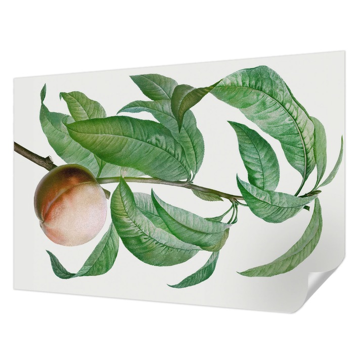 Öntapadós Dekor Tapéta, Wallfluent, Érett őszibarack, Zöld, 152 x 104 cm, Fali Dekoráció, Nedvesség- És Foltálló, 010170060180000285415