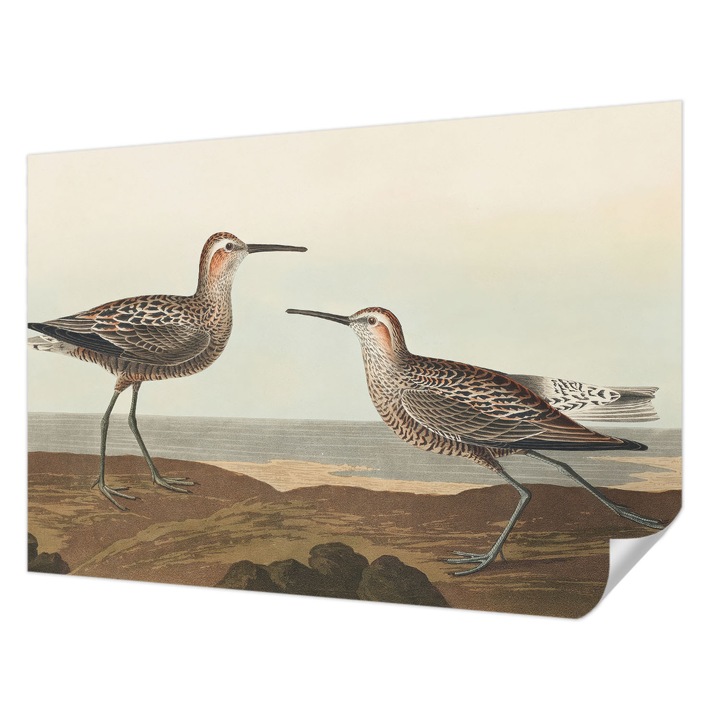 Öntapadós Tapéta Fali Dekoráció, Wallfluent, Madár sziluettek, Barna, 152 x 104 cm, Könnyen Tisztítható, Nedvességálló, 010170060180000285300