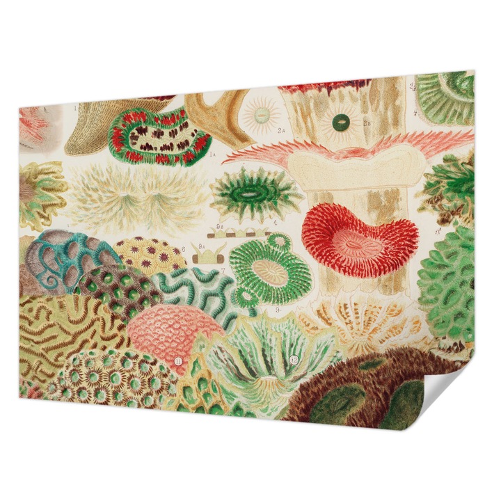 Öntapadós Dekor Tapéta, Wallfluent, Organikus formák, Zöld, 152 x 104 cm, Modern Dizájn, Könnyen Felszerelhető És Tisztítható, 010170060180000285436