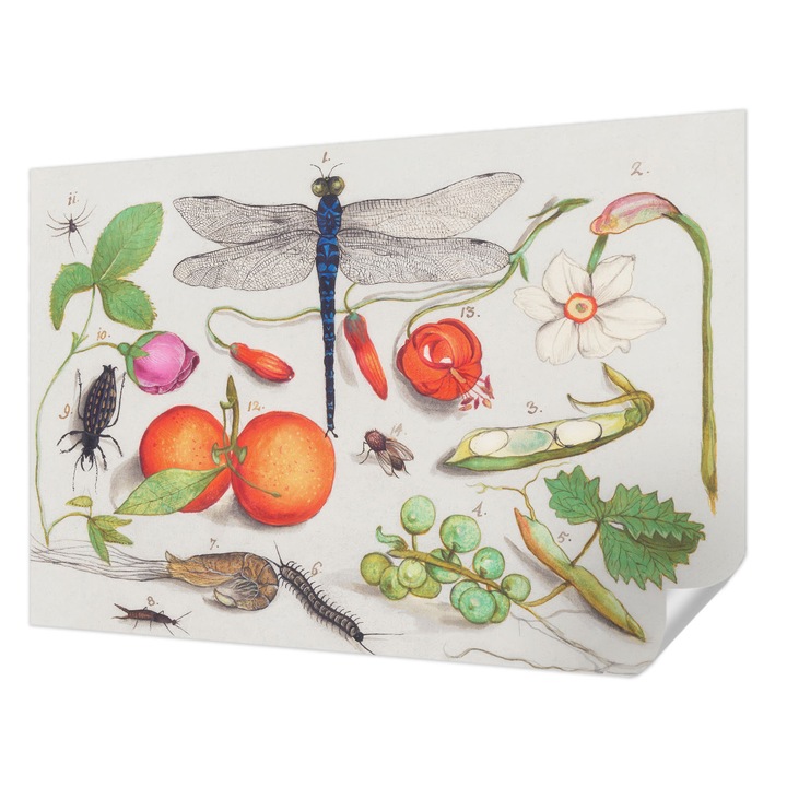 Öntapadós Tapéta Falra, Wallfluent, Természet illusztráció, Fehér, 152 x 104 cm, Dekoráció, Klasszikus, 010170060180000285551