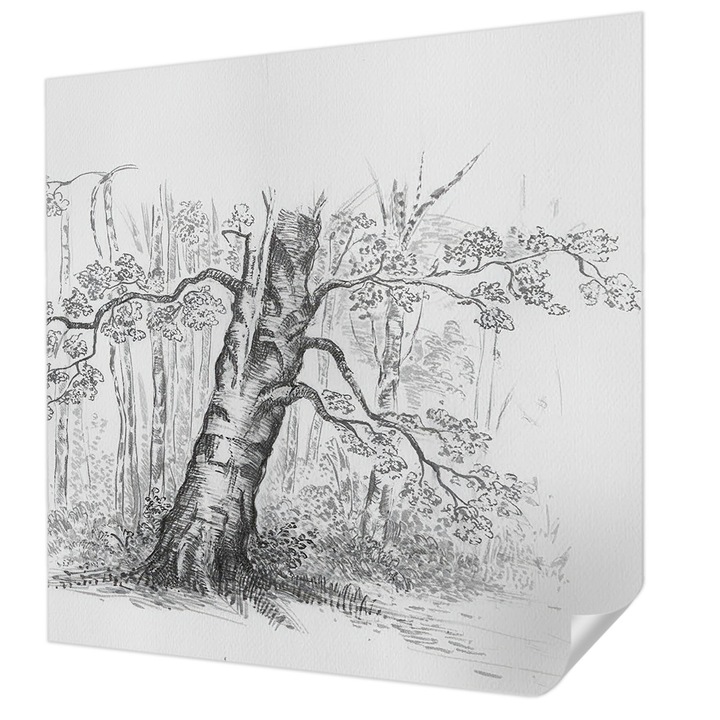 Öntapadós Tapéta Falra, Wallfluent, Erdei fa, Fekete és fehér, 250 x 250 cm, Klasszikus, Könnyen Felszerelhető, 010170060030000285048