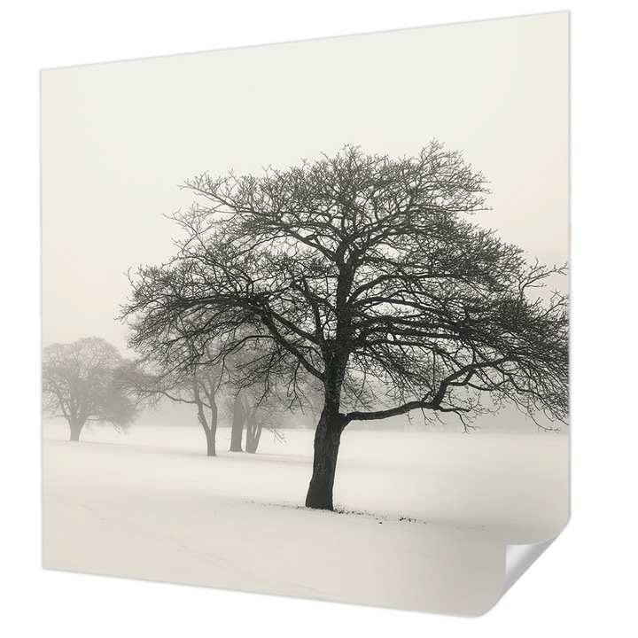 Öntapadós Fotótapéta Falra, Wallfluent, Téli fák, Fehér, 250 x 250 cm, Könnyen Tisztítható, Nedvességálló, 010170060030000285053