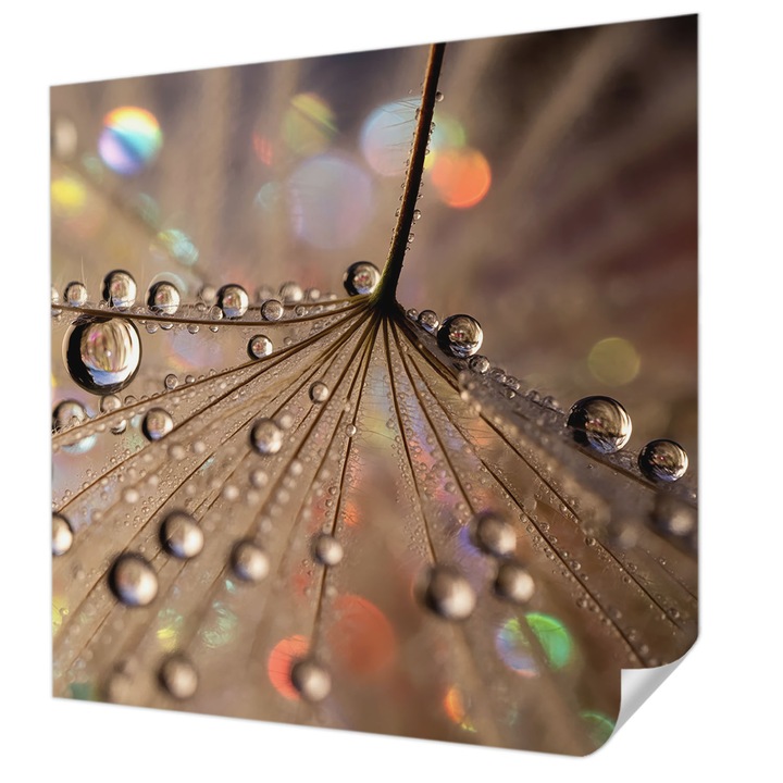 Öntapadós Dekor Tapéta, Wallfluent, Gyöngycseppek, Bézs, 250 x 250 cm, Klasszikus, Könnyen Felszerelhető, 010170060030000285068