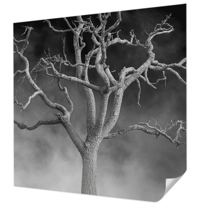 Öntapadós Fotótapéta Falra, Wallfluent, Ködös fa, Fekete és fehér, 250 x 250 cm, Könnyen Tisztítható, Nedvességálló, 010170060030000285088
