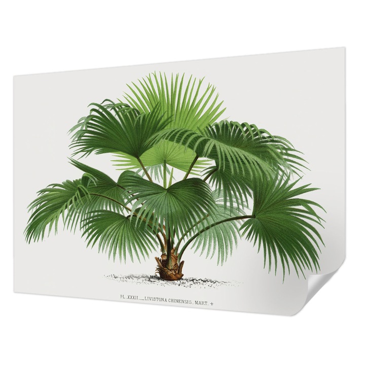 Fali Fotótapéta Autocolant, Wallfluent, Palmier exotic, Verde, 208 x 146 cm, Detasabil, Lavabil, 010170060950000285432