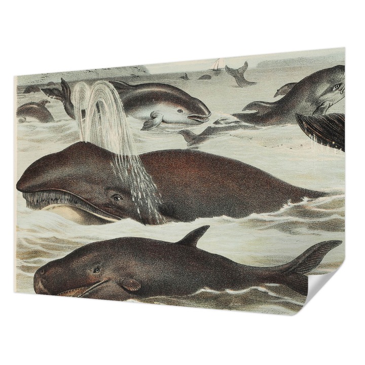 Öntapadós Tapéta Falra, Wallfluent, Tengeri élőlények, Barna, 312 x 219 cm, Modern Dizájn, Könnyen Felszerelhető És Tisztítható, 010170060960000285451