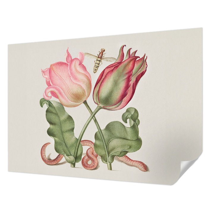 Öntapadós Tapéta Fali Dekoráció, Wallfluent, Tulipán szépség, Krémszín, 208 x 146 cm, Nappaliba, Konyhába, 010170060950000285482