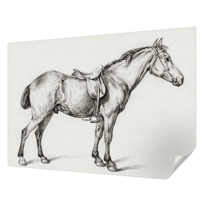 Öntapadós Dekor Tapéta, Wallfluent, Vázlat egy lóról, Fekete és fehér, 208 x 146 cm, Könnyen Tisztítható, Nedvességálló, 010170060950000018050