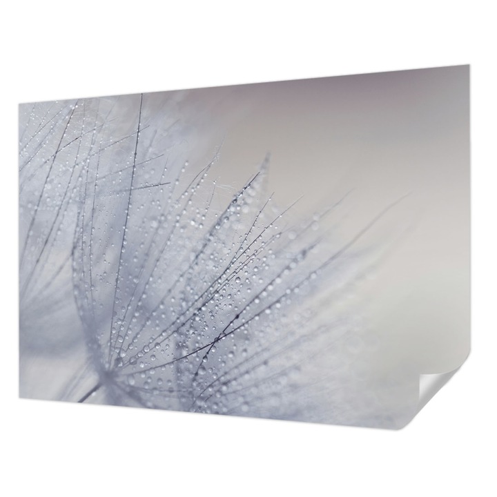 Öntapadós Fotótapéta Falra, Wallfluent, Harmatos pitypang, Fehér, 208 x 146 cm, Fali Dekoráció, Nedvesség- És Foltálló, 010170060950000028293