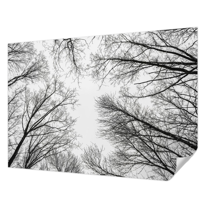 Öntapadós Tapéta Falra, Wallfluent, Csupasz ágak, Fekete és fehér, 312 x 219 cm, Dekoráció, Klasszikus, 010170060960000282714