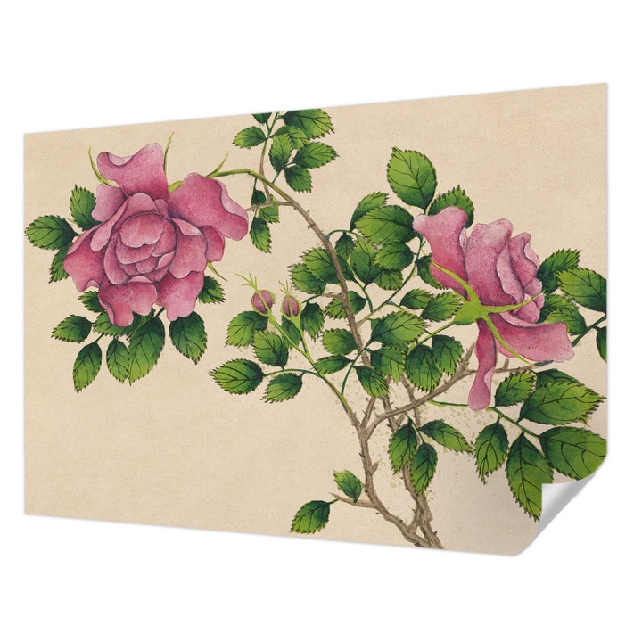 Öntapadós Fotótapéta Falra, Wallfluent, Romantikus rózsák, Bézs, 312 x 219 cm, Modern Dizájn, Könnyen Felszerelhető És Tisztítható, 010170060960000282721