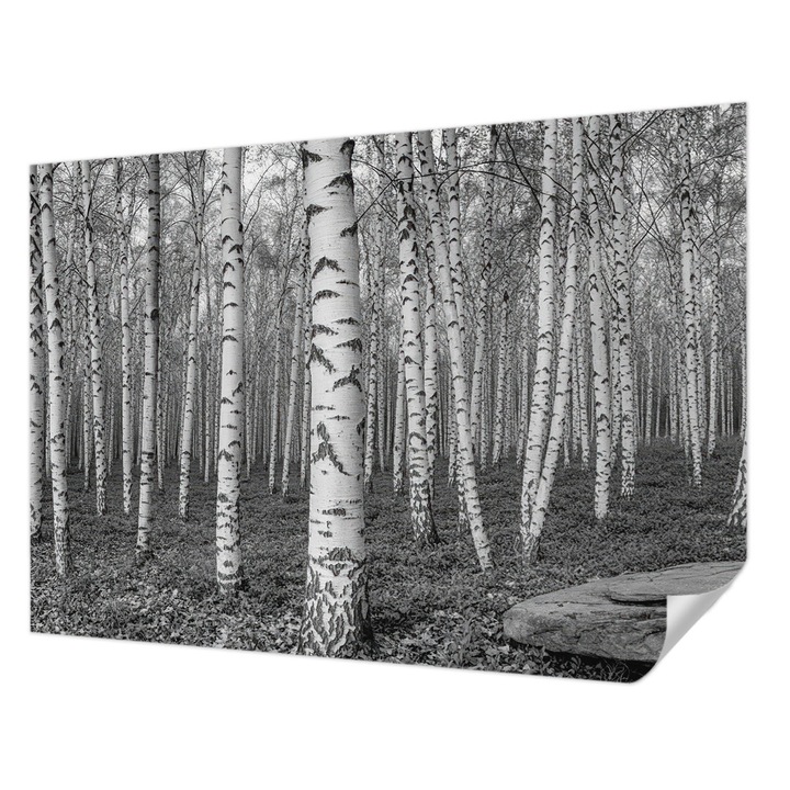 Öntapadós Tapéta Falra, Wallfluent, Nyírerdő, Fekete és fehér, 208 x 146 cm, Erős Ragasztó, Modern Belsőépítészeti Dekoráció, 010170060950000284917