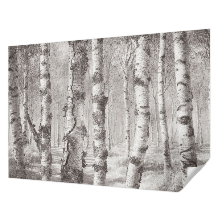 Öntapadós Dekor Tapéta, Wallfluent, Nyírerdő, Szürke, 208 x 146 cm, Klasszikus, Könnyen Felszerelhető, 010170060950000285318