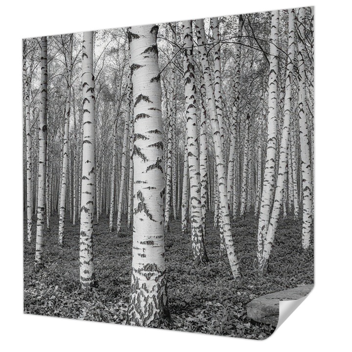 Öntapadós Tapéta Falra, Wallfluent, Nyírerdő, Fekete és fehér, 250 x 250 cm, Erős Ragasztó, Modern Belsőépítészeti Dekoráció, 010170060030000284917