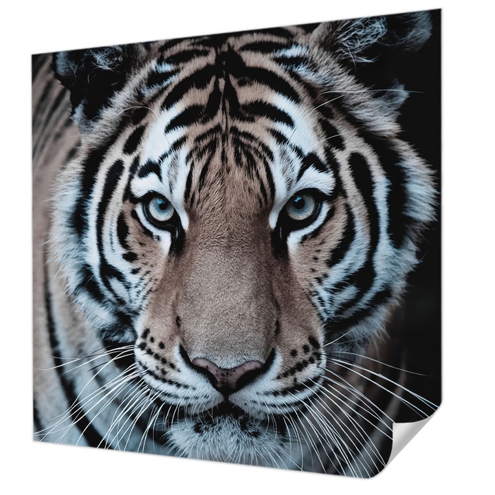 Öntapadós Tapéta Fali Dekoráció, Wallfluent, Tigris portré, Fekete, 250 x 250 cm, Klasszikus, Könnyen Felszerelhető, 010170060030000284906