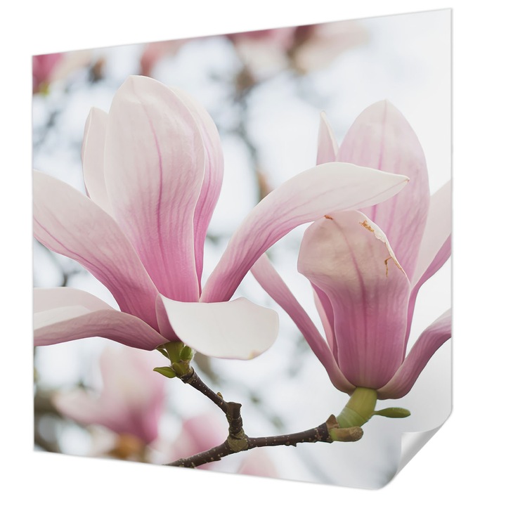Öntapadós Fotótapéta Falra, Wallfluent, Magnólia virágok, Rózsaszín, 250 x 250 cm, Modern Dizájn, Könnyen Felszerelhető És Tisztítható, 010170060030000284925