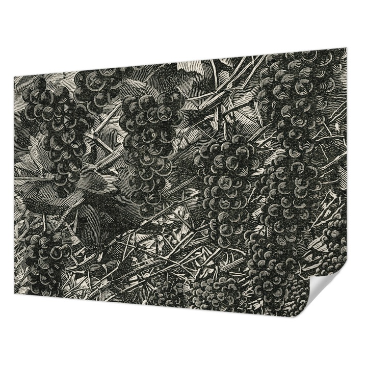 Öntapadós Tapéta Falra, Wallfluent, Szőlőminta, Fekete és fehér, 208 x 146 cm, Könnyen Tisztítható, Nedvességálló, 010170060950000285418