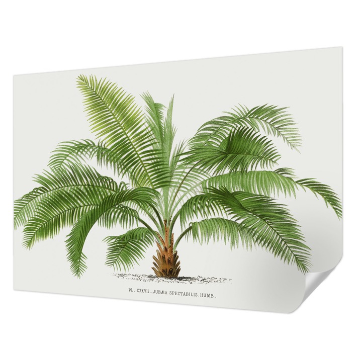 Öntapadós Dekor Tapéta, Wallfluent, Fényes pálmafa, Zöld, 312 x 219 cm, Könnyen Tisztítható, Nedvességálló, 010170060960000285434