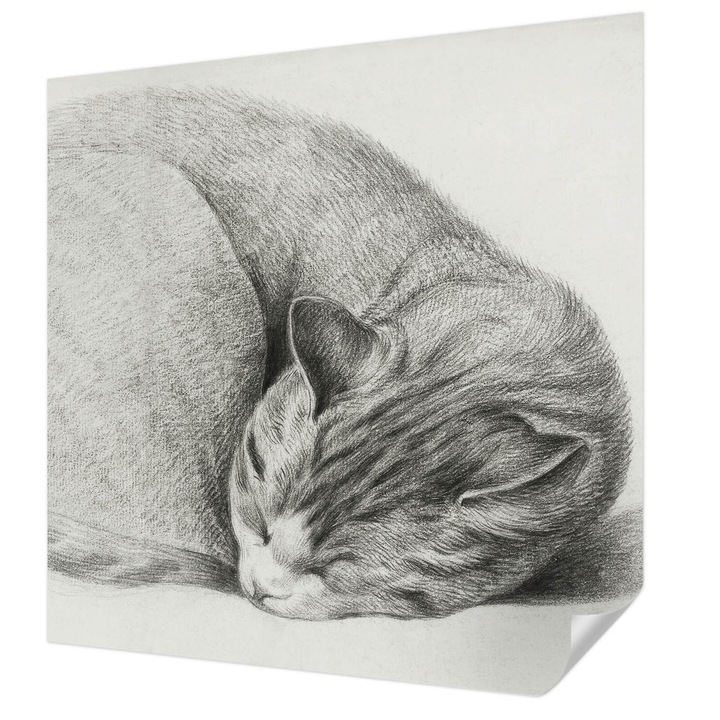 Öntapadós Tapéta Fali Dekoráció, Wallfluent, Összegömbölyödött macska, Szürke, 250 x 250 cm, Erős Ragasztó, Modern Belsőépítészeti Dekoráció, 010170060030000285291