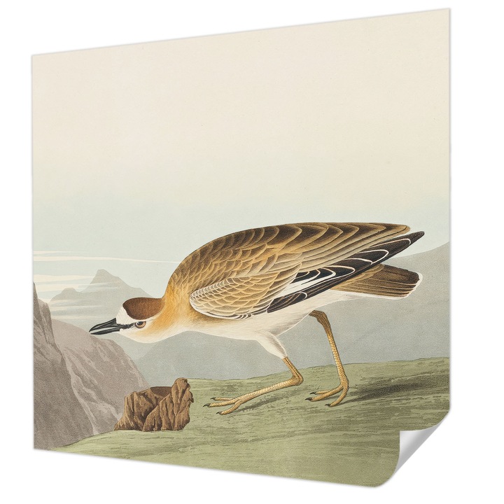 Öntapadós Tapéta Falra, Wallfluent, Hegyi madár, Barna, 250 x 250 cm, Modern Dizájn, Könnyen Felszerelhető És Tisztítható, 010170060030000285298