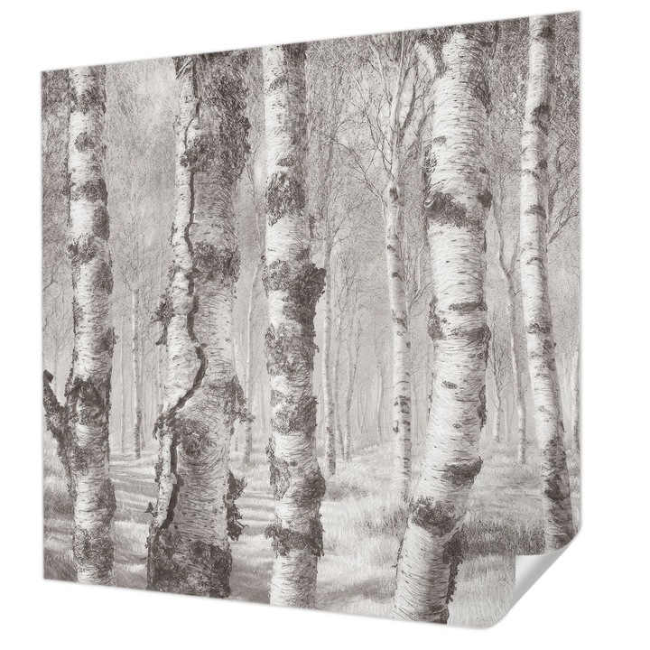 Öntapadós Dekor Tapéta, Wallfluent, Nyírerdő, Szürke, 250 x 250 cm, Klasszikus, Könnyen Felszerelhető, 010170060030000285318