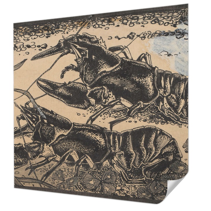 Öntapadós Tapéta Falra, Wallfluent, Vízi rákok, Fekete, 250 x 250 cm, Dekoráció, Klasszikus, 010170060030000285302